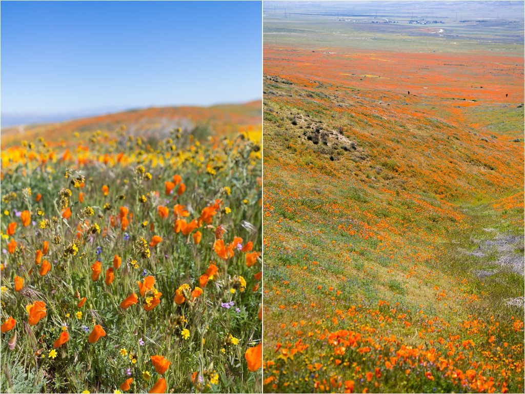 super bloom, antelope valley poppy reserve, 