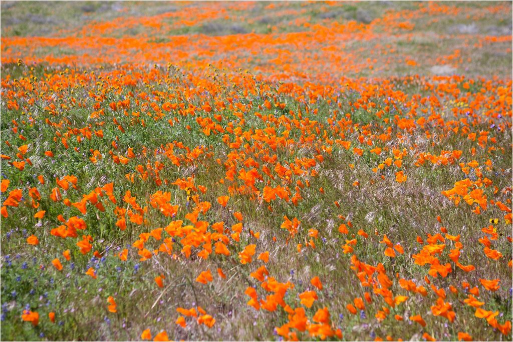 super bloom, antelope valley poppy reserve, 