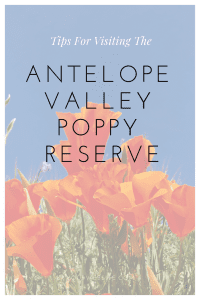 antelope valley poppy reserve, red rock canyon, tips for seeing super bloom